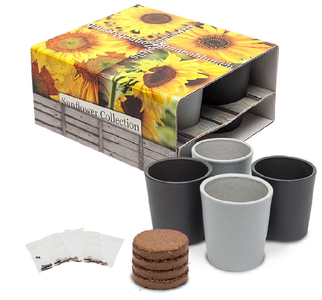 Set of pots of sunflower